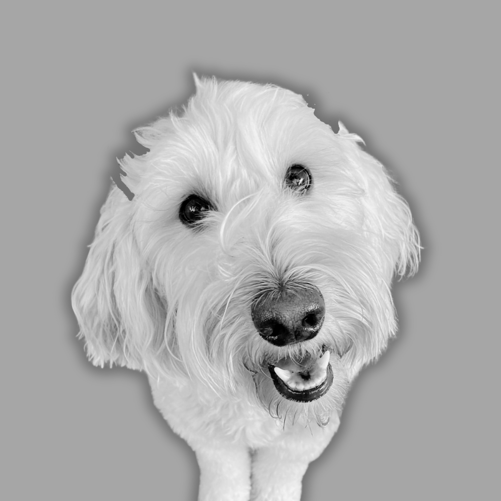 Scout